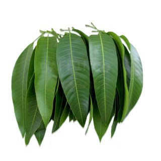 Mango Leaves