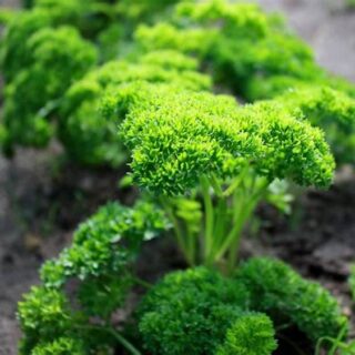 Parsley