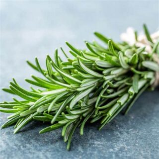 Rosemary