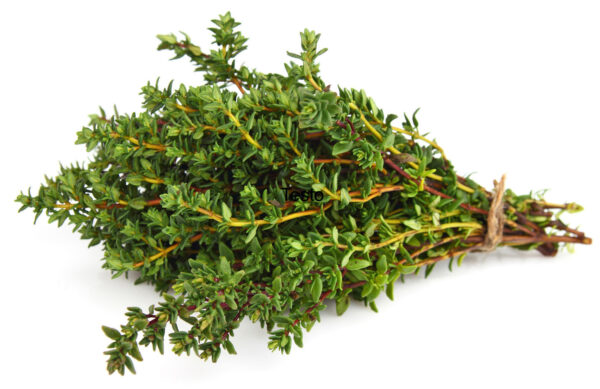 Thyme - Image 4