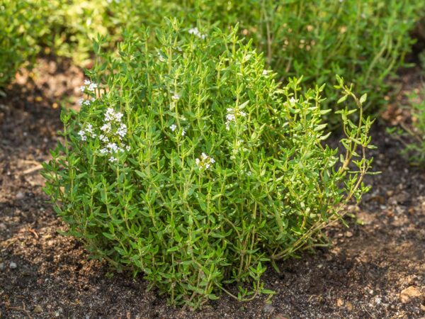 Thyme - Image 2