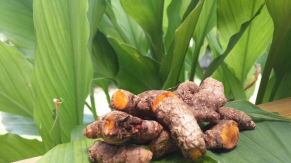 Tumeric - Image 4